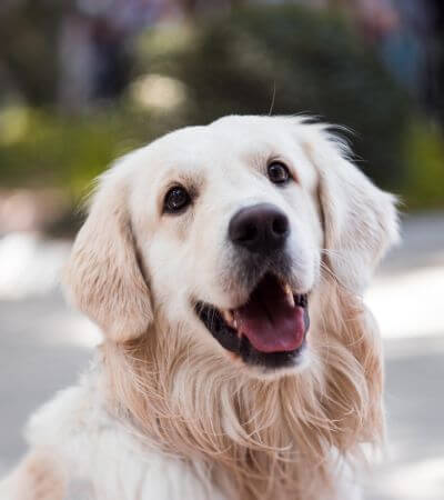 smiling dog