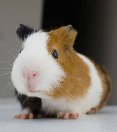 guinea pig