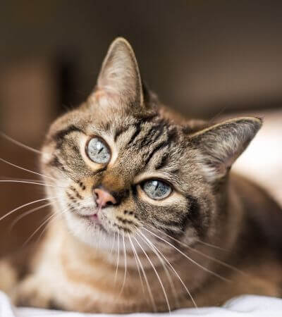 cat with blue eyes