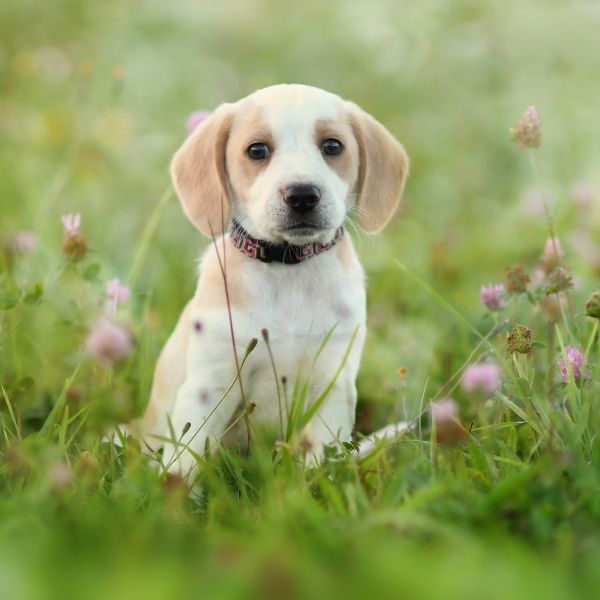 A dog sitting in the grass