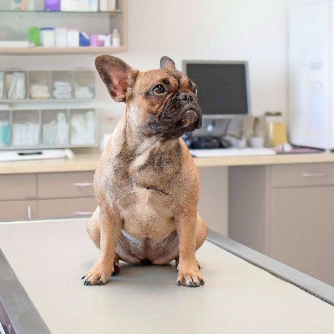 a dog sitting on the table