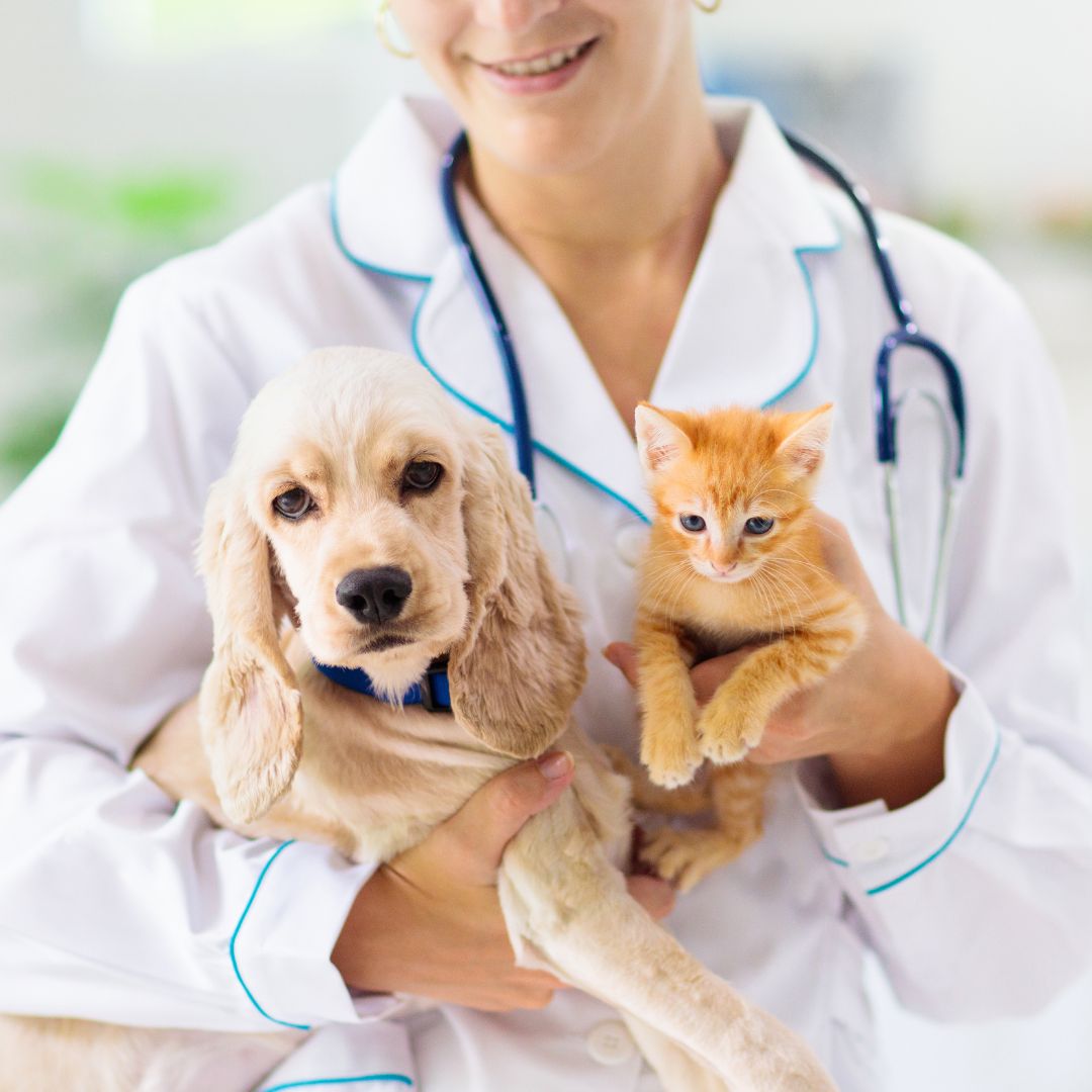 a vet holding a dog and cat