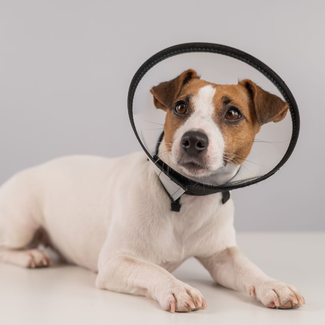 a dog wearing a cone