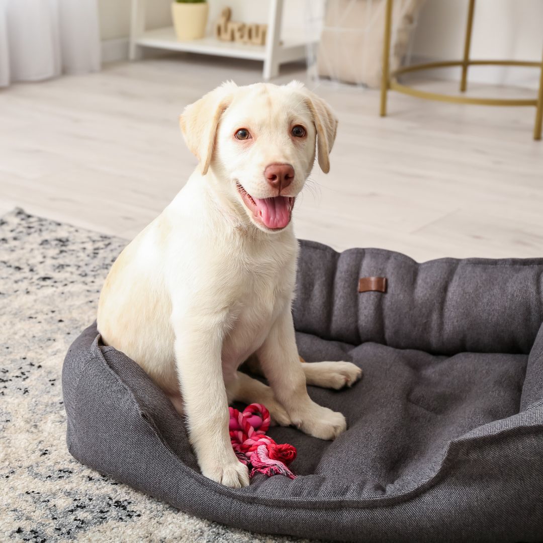 a white dog sitting on top of a dog bed