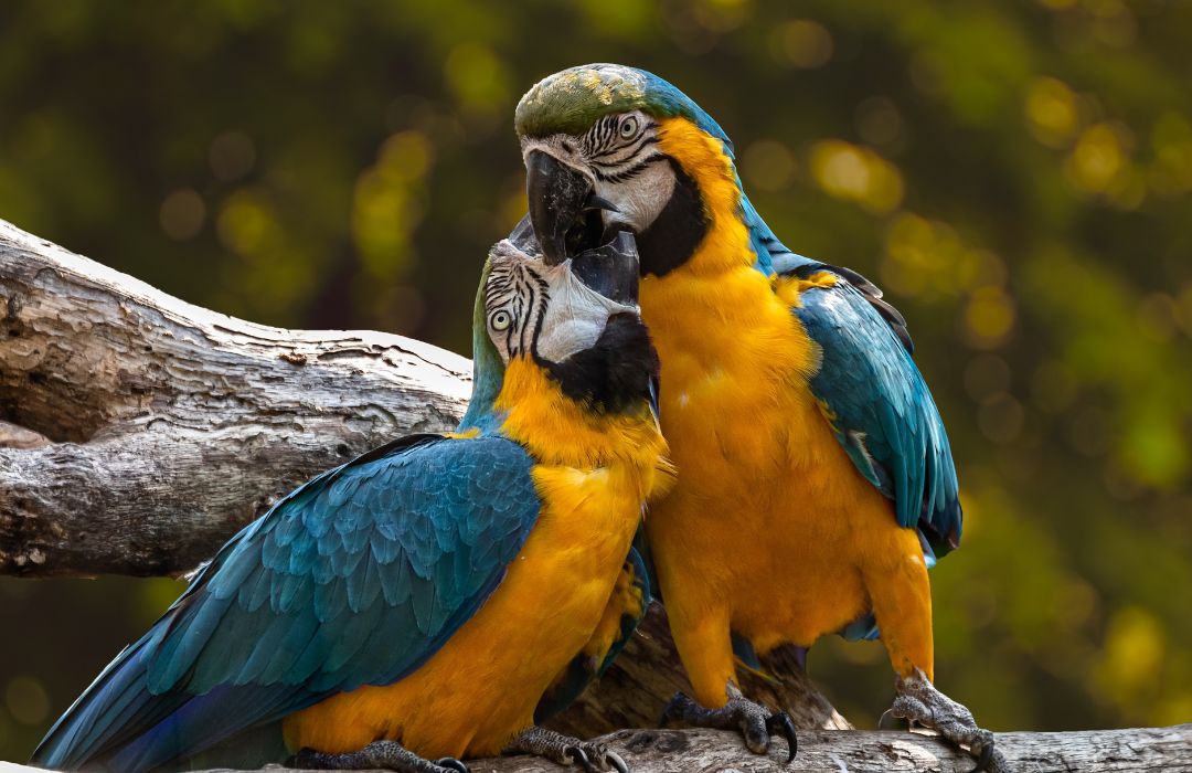 two colorful birds are sitting on a branch