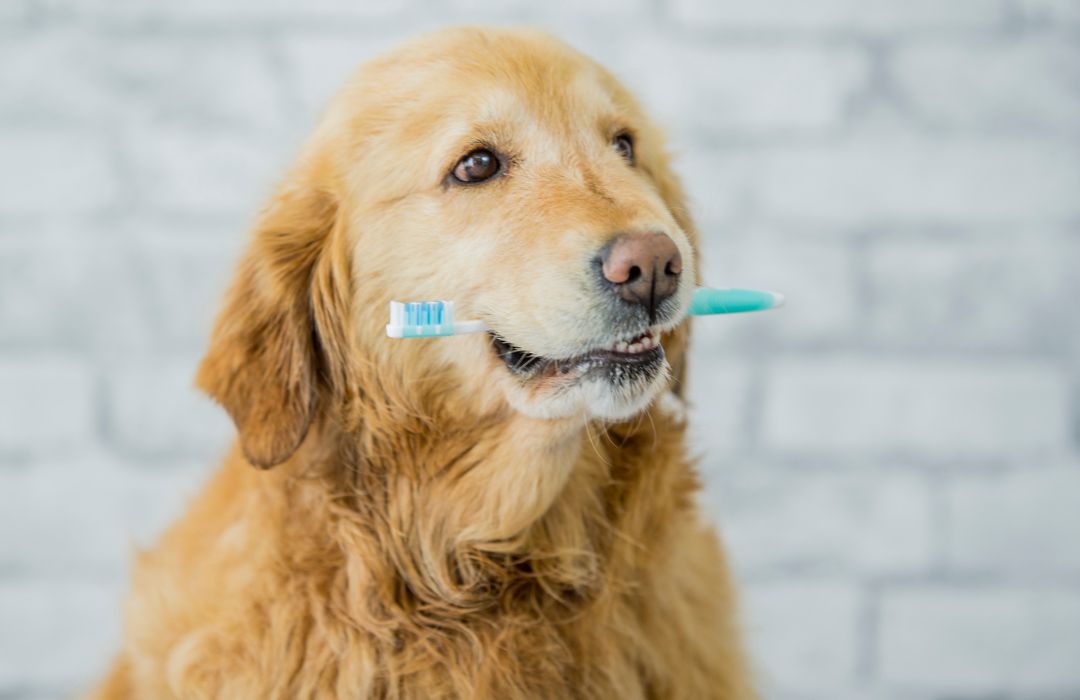 a dog with a toothbrush in its mouth