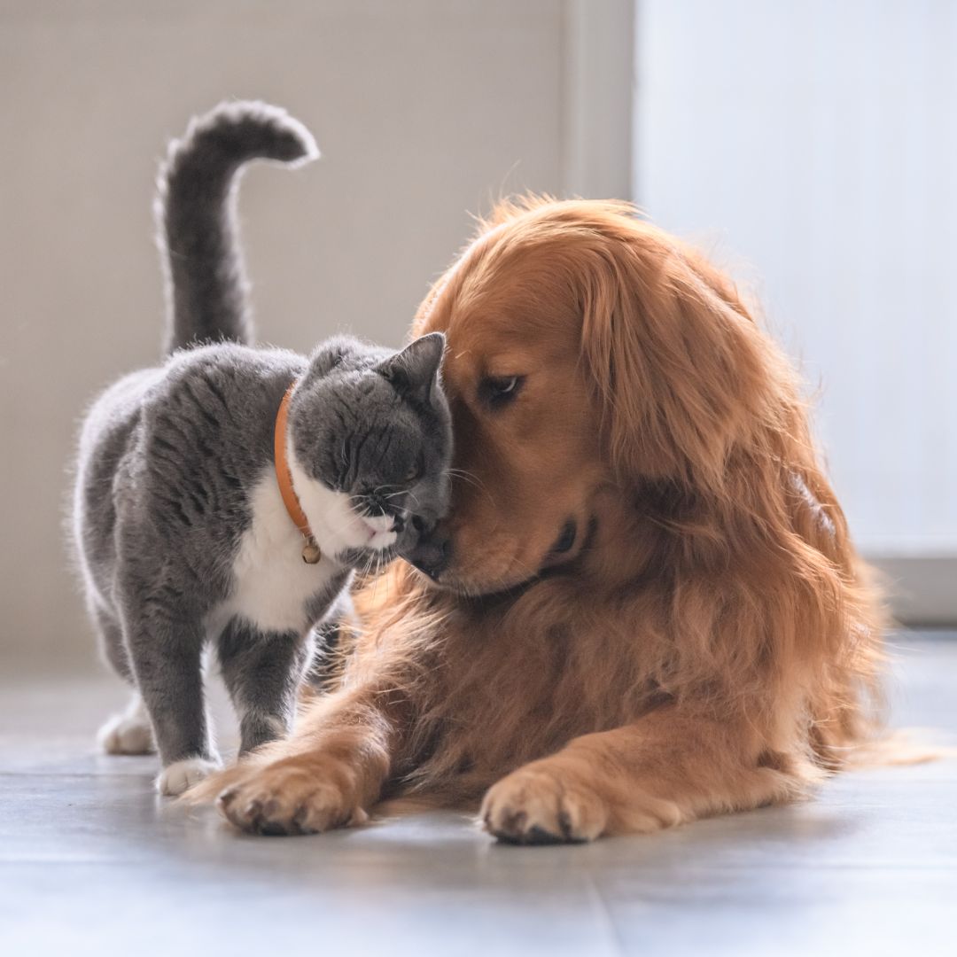 dog and cat sitting in floor