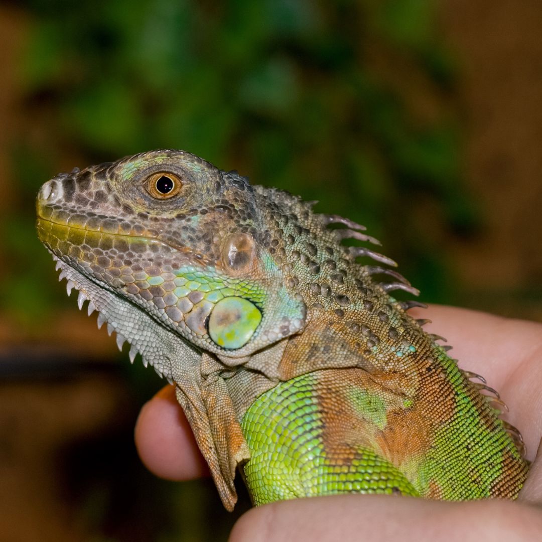 a person holdin a reptile