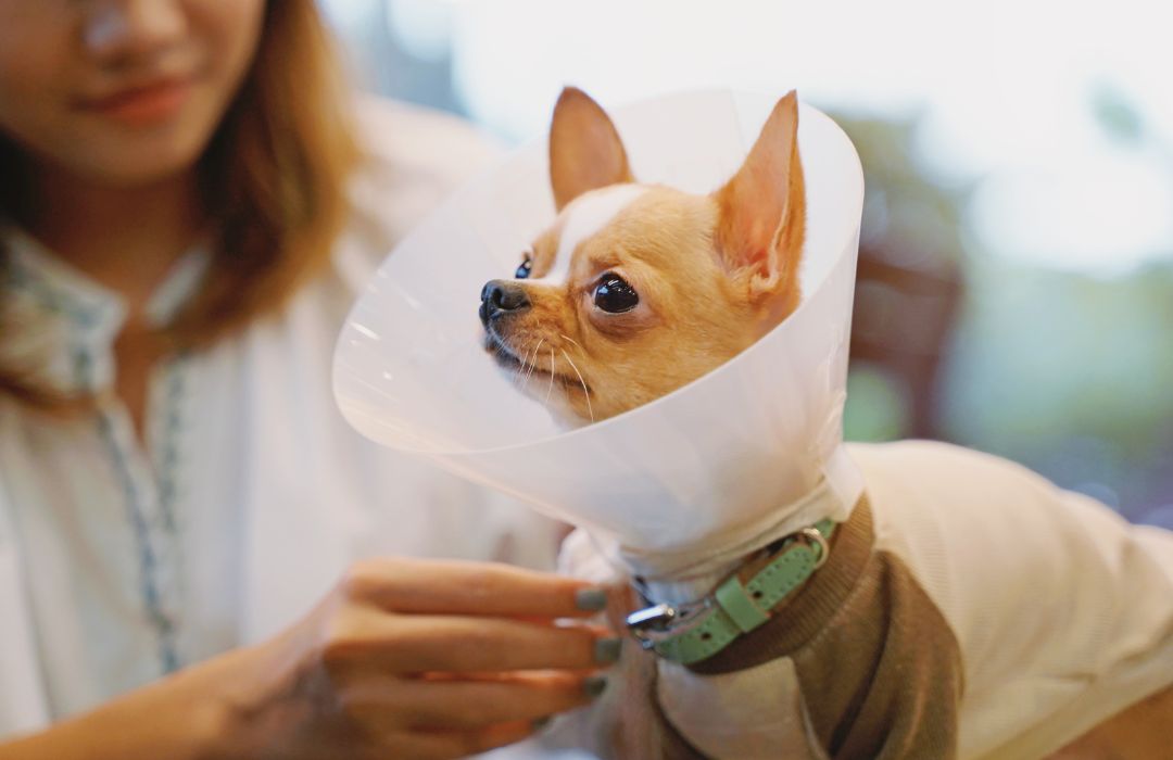 a small dog wearing a cone on its head