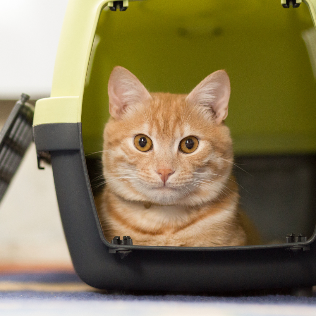 cat in a carrier