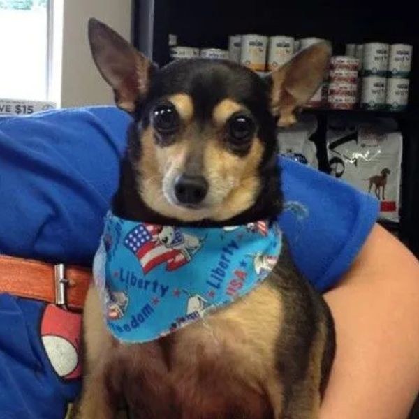 a woman holding a small dog wearing a bandana